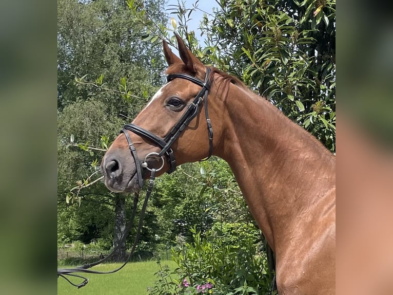 Oldenbourg Jument 13 Ans 166 cm Alezan brûlé in Roetgen