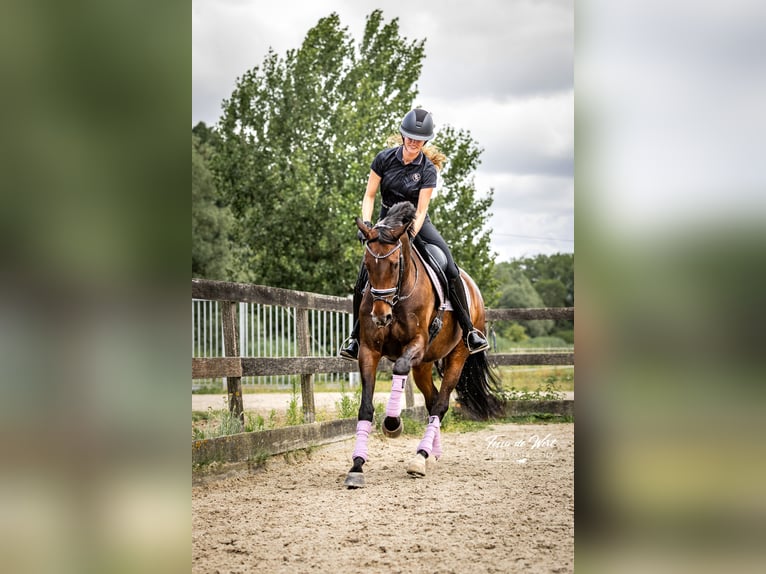 Oldenbourg Jument 13 Ans 167 cm Bai brun in Vlaardingen