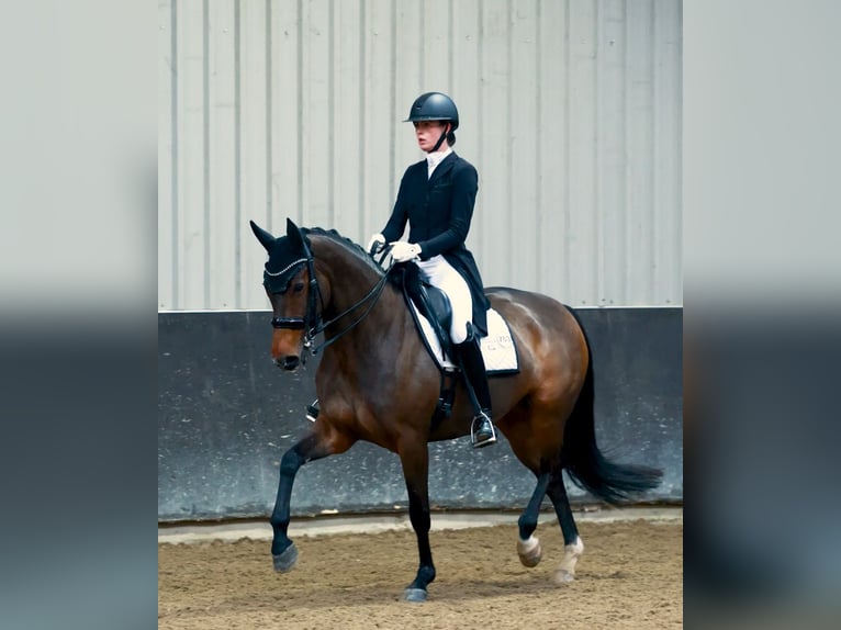 Oldenbourg Jument 13 Ans 167 cm Bai brun in Vlaardingen