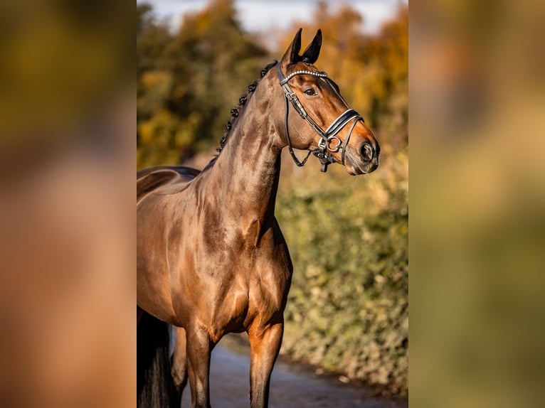 Oldenbourg Jument 13 Ans 167 cm Bai brun in Vlaardingen