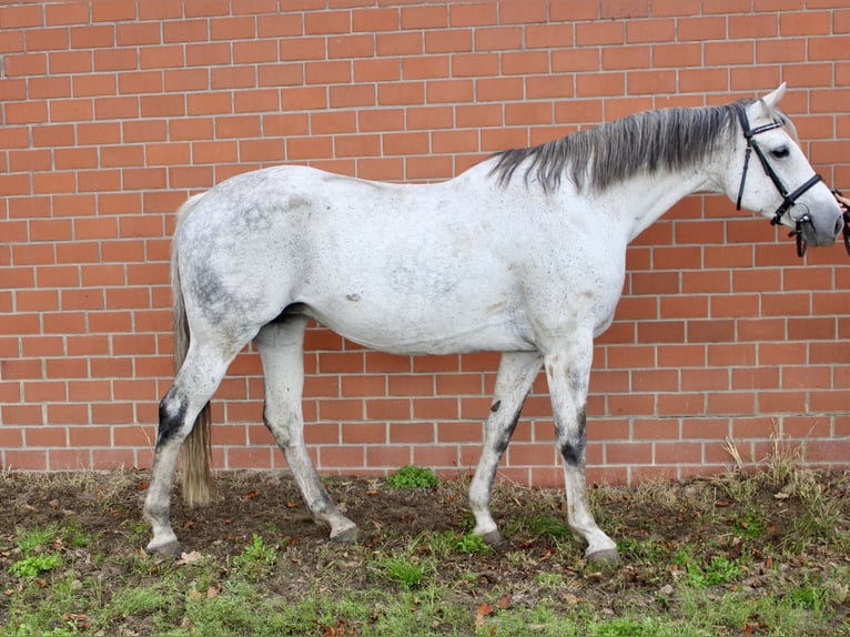 Oldenbourg Jument 13 Ans 167 cm Gris in Emstek