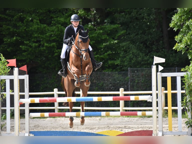 Oldenbourg Jument 13 Ans 168 cm Alezan brûlé in Krummesse