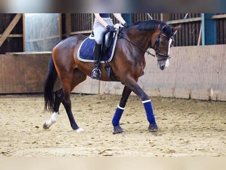 Oldenbourg Jument 13 Ans 168 cm Bai brun in Steinhagen