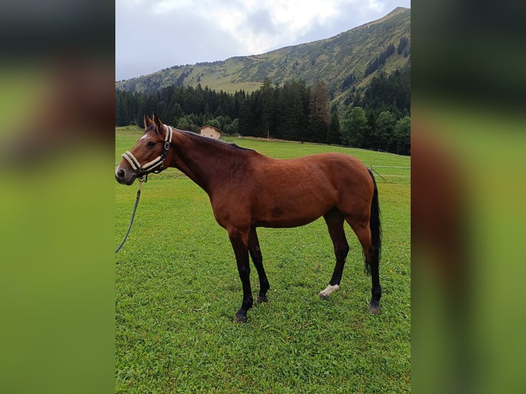 Oldenbourg Jument 13 Ans 168 cm Bai brun in Riezlern