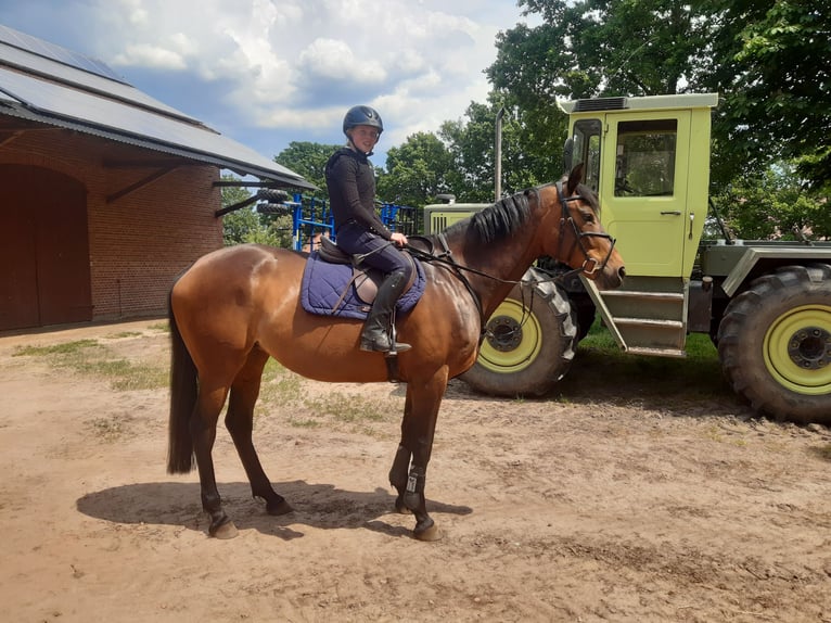 Oldenbourg Jument 13 Ans 168 cm Bai in Verden (Aller)