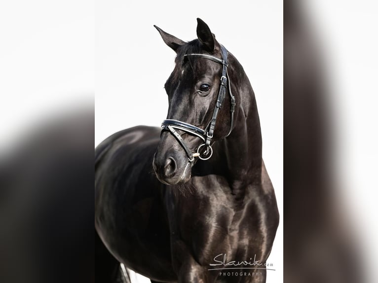 Oldenbourg Jument 13 Ans 168 cm Noir in Müllheim