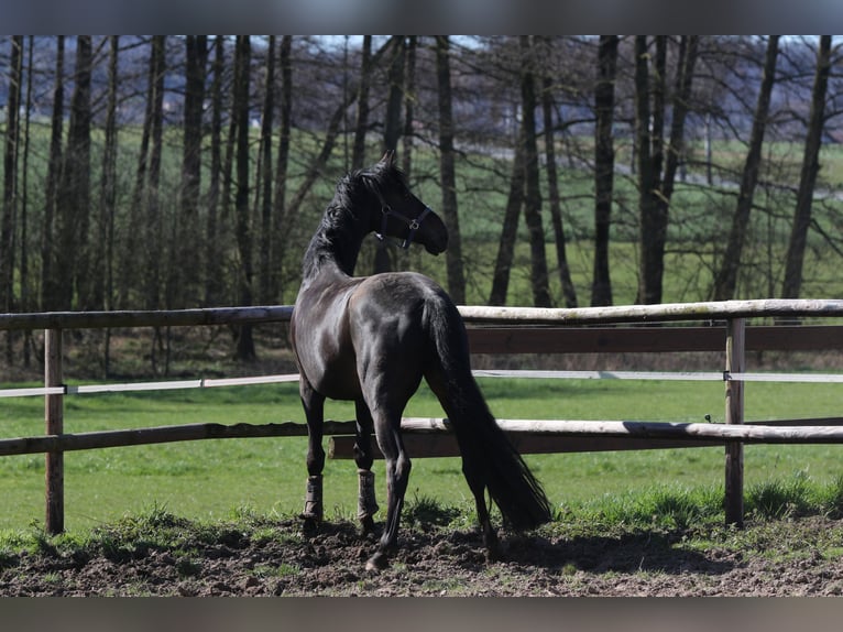 Oldenbourg Jument 13 Ans 169 cm Bai brun foncé in Blomberg