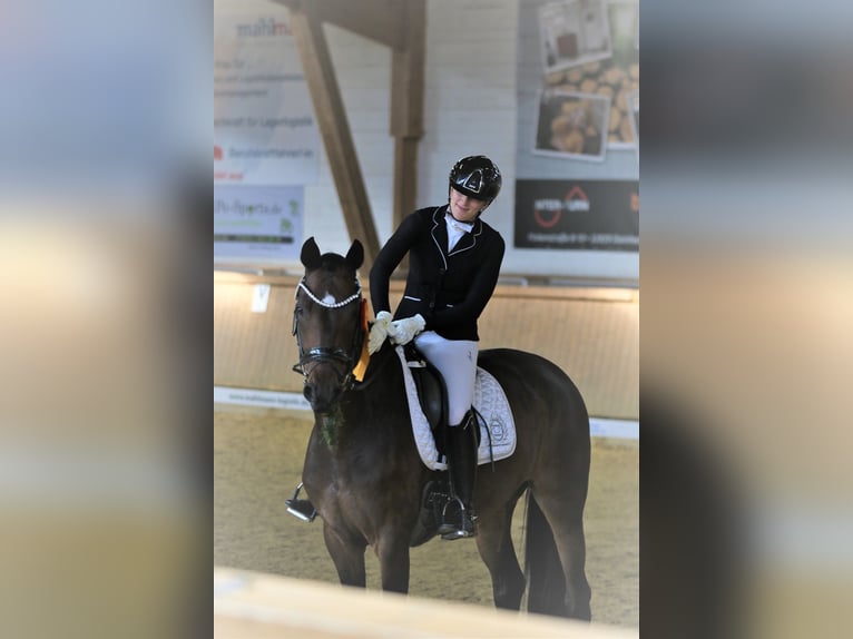 Oldenbourg Jument 13 Ans 169 cm Bai brun foncé in Blomberg