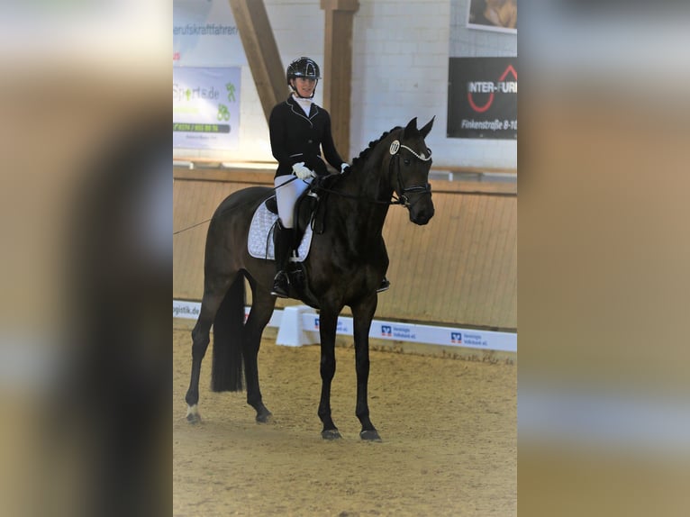Oldenbourg Jument 13 Ans 169 cm Bai brun foncé in Blomberg