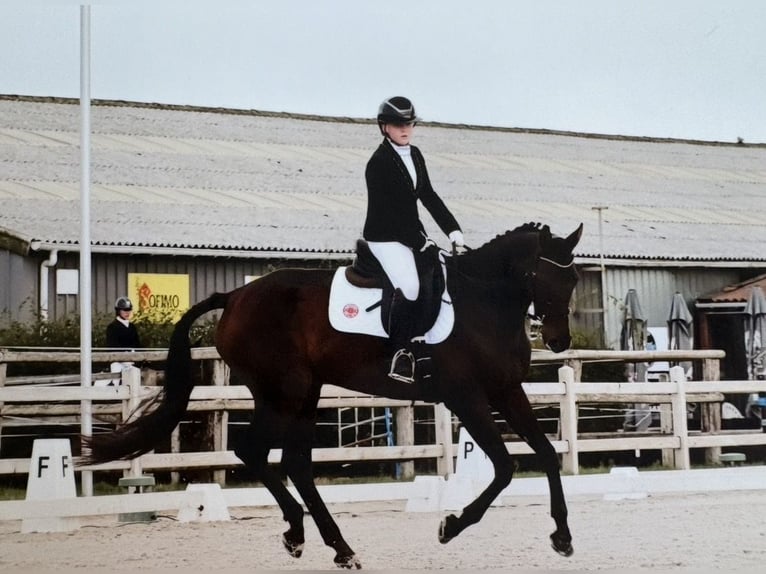 Oldenbourg Jument 13 Ans 170 cm Bai brun in Vlamertinge