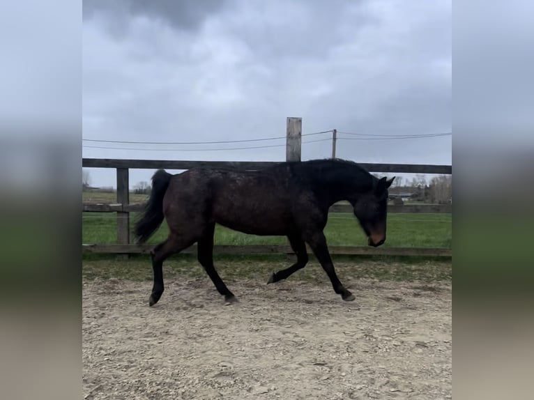 Oldenbourg Jument 13 Ans 170 cm Bai brun in Vlamertinge