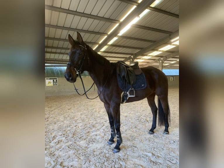 Oldenbourg Jument 13 Ans 170 cm Bai brun in Vlamertinge