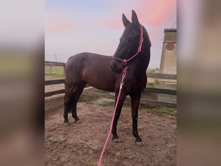 Oldenbourg Jument 13 Ans 170 cm Bai brun in Vlamertinge