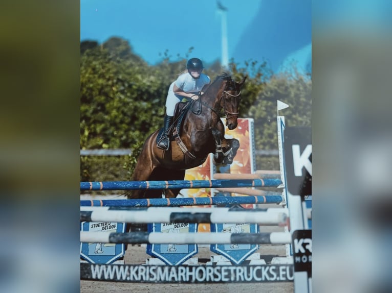 Oldenbourg Jument 13 Ans 170 cm Bai brun in Vlamertinge