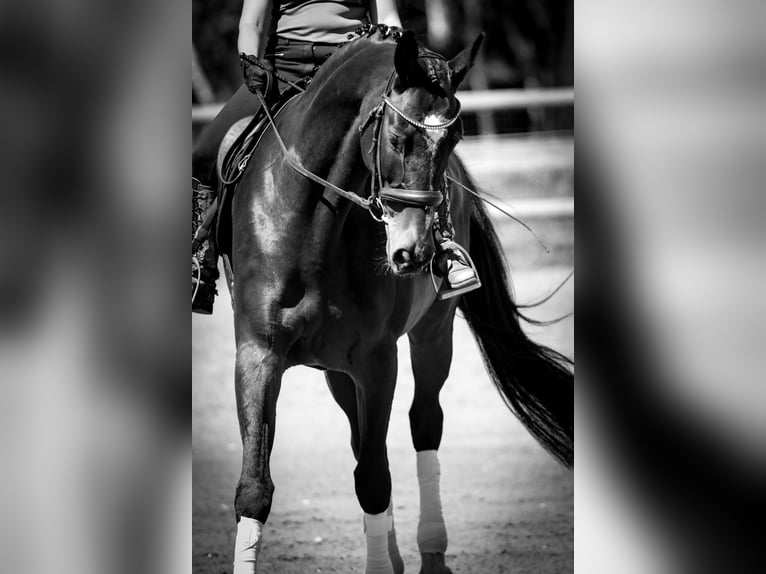 Oldenbourg Jument 13 Ans 170 cm Bai brun in Maubec