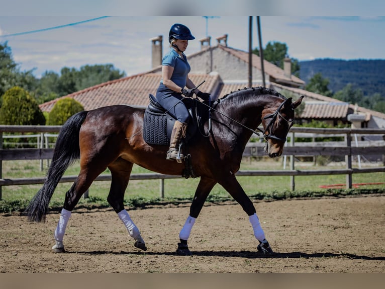 Oldenbourg Jument 13 Ans 170 cm Bai brun in Maubec