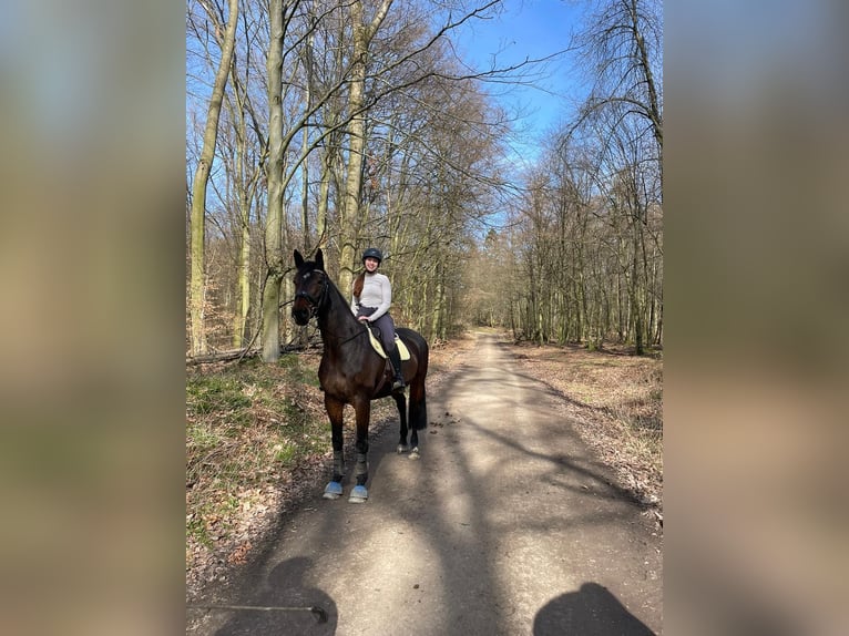 Oldenbourg Jument 13 Ans 170 cm Bai brun foncé in Mörlenbach