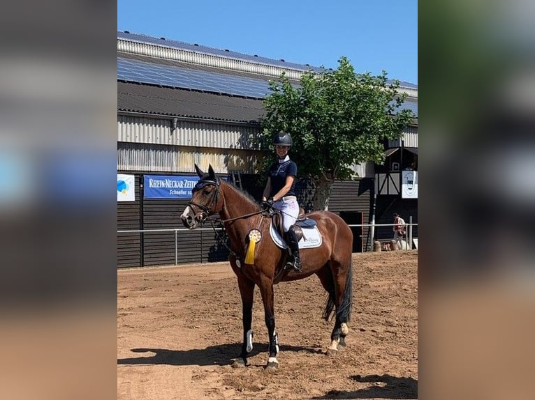 Oldenbourg Jument 13 Ans 170 cm Bai in Schriesheim