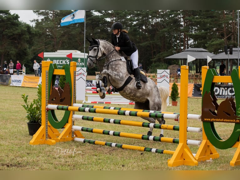 Oldenbourg Jument 13 Ans 170 cm Gris in Schwanewede