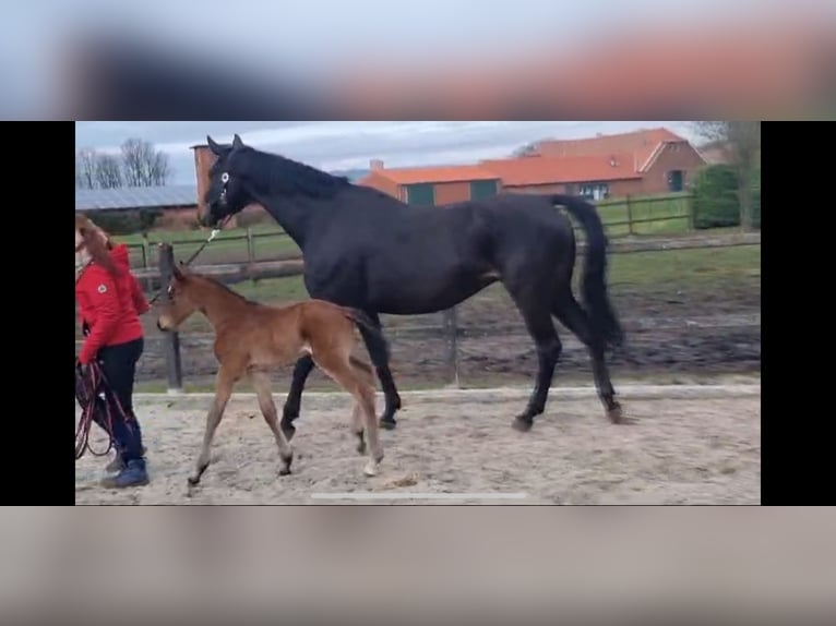 Oldenbourg Jument 13 Ans 172 cm Bai brun foncé in Ankum