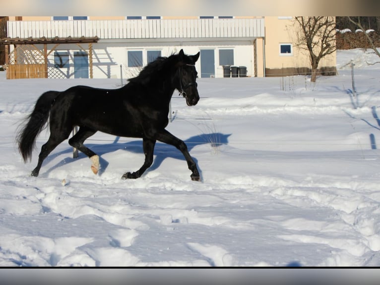 Oldenbourg Jument 13 Ans 172 cm Noir in Waldkirchen