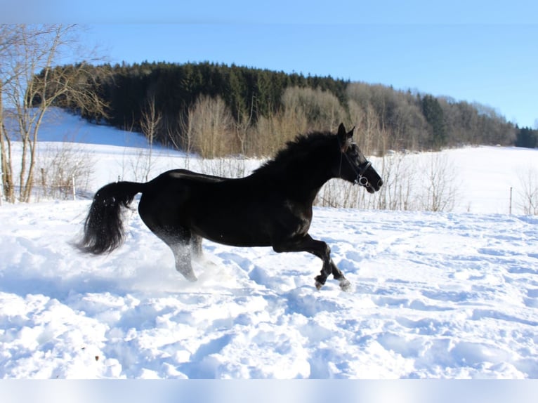 Oldenbourg Jument 13 Ans 172 cm Noir in Waldkirchen