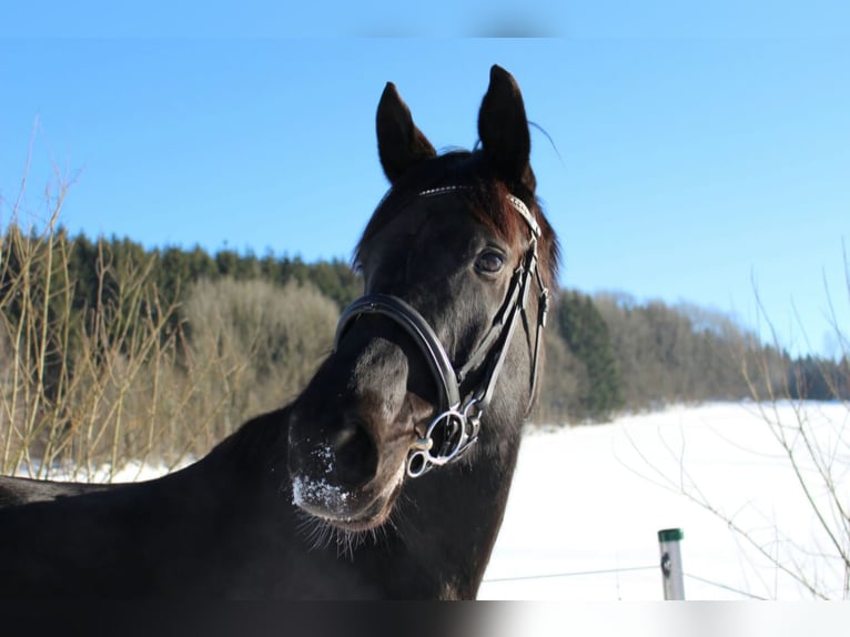 Oldenbourg Jument 13 Ans 172 cm Noir in Waldkirchen