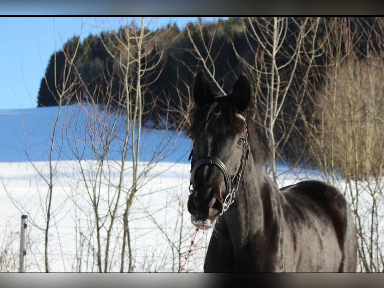 Oldenbourg Jument 13 Ans 172 cm Noir in Waldkirchen