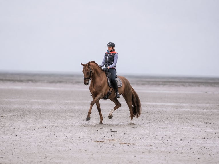Oldenbourg Jument 13 Ans 174 cm Alezan brûlé in Havixbeck