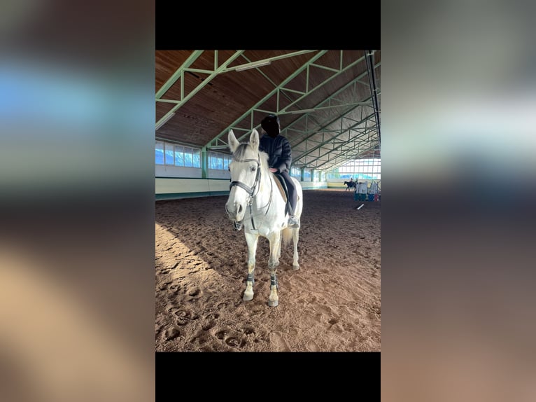 Oldenbourg Jument 13 Ans 177 cm Gris in Kothgumprechting