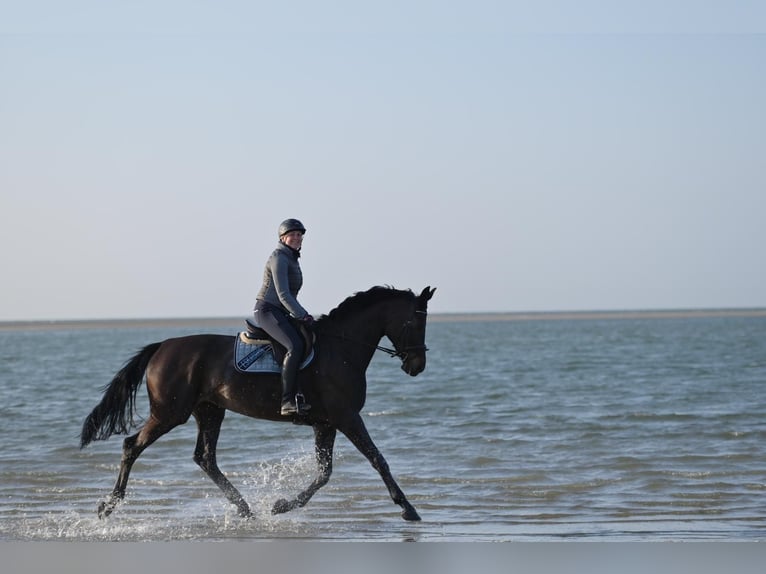 Oldenbourg Jument 13 Ans 183 cm Bai brun in Waltrop