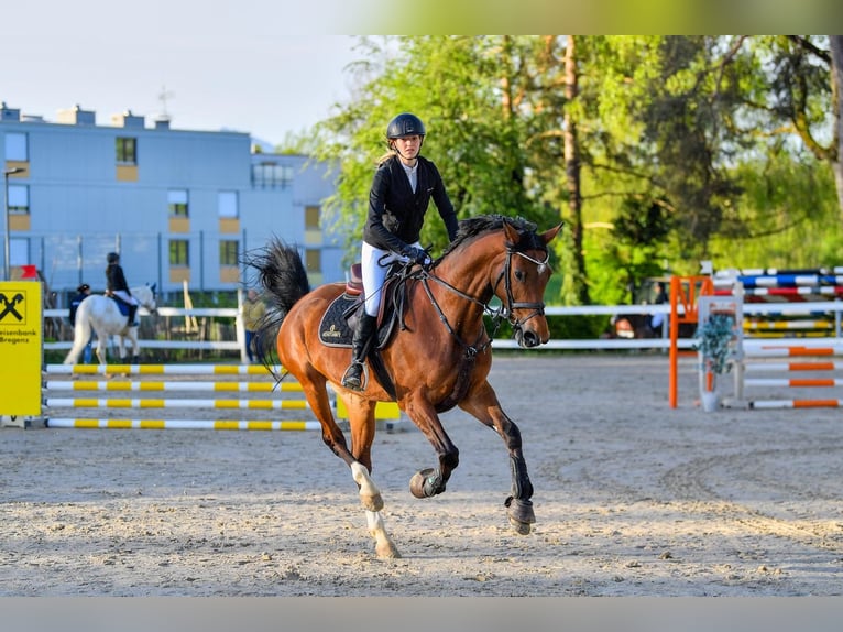 Oldenbourg Jument 13 Ans Bai in Dornbirn