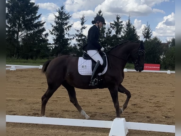 Oldenbourg Jument 14 Ans 158 cm Alezan brûlé in Braunsbedra
