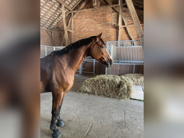 Oldenbourg Jument 14 Ans 160 cm Bai in Lachendorf
