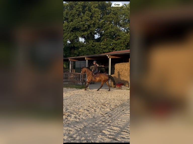 Oldenbourg Jument 14 Ans 160 cm Bai in Lachendorf