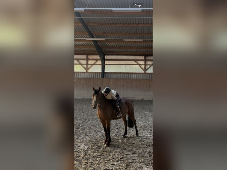 Oldenbourg Jument 14 Ans 160 cm Bai in Lachendorf