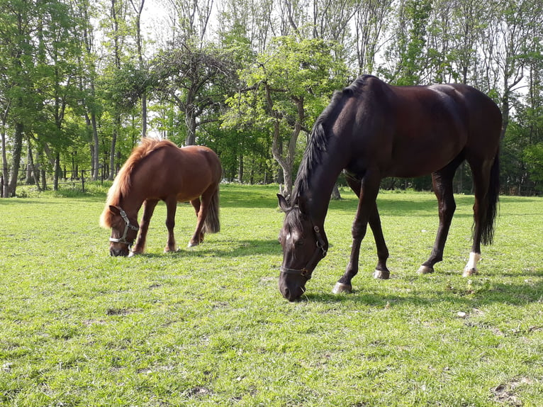 Oldenbourg Jument 14 Ans 162 cm Bai brun foncé in Ennigerloh