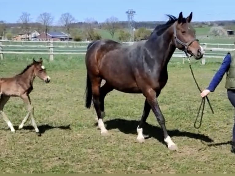 Oldenbourg Jument 14 Ans 163 cm Bai brun in Bad Driburg