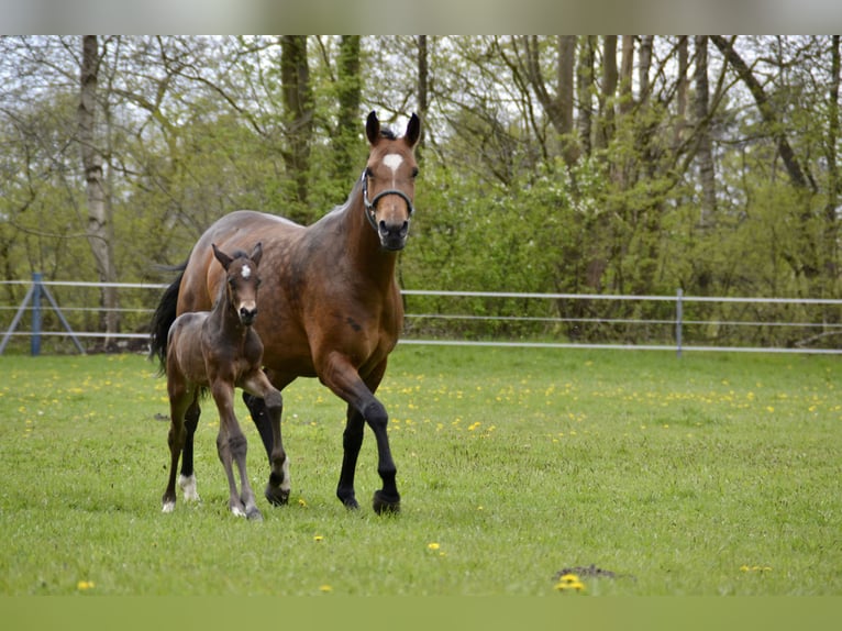 Oldenbourg Jument 14 Ans 163 cm Bai in Aurich EgelsAurich