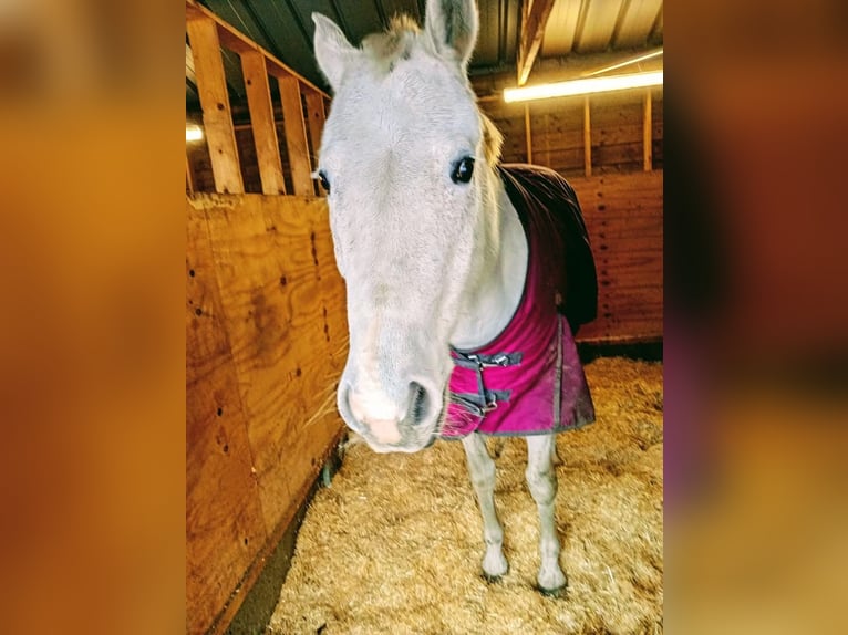 Oldenbourg Jument 14 Ans 164 cm Gris in Olen