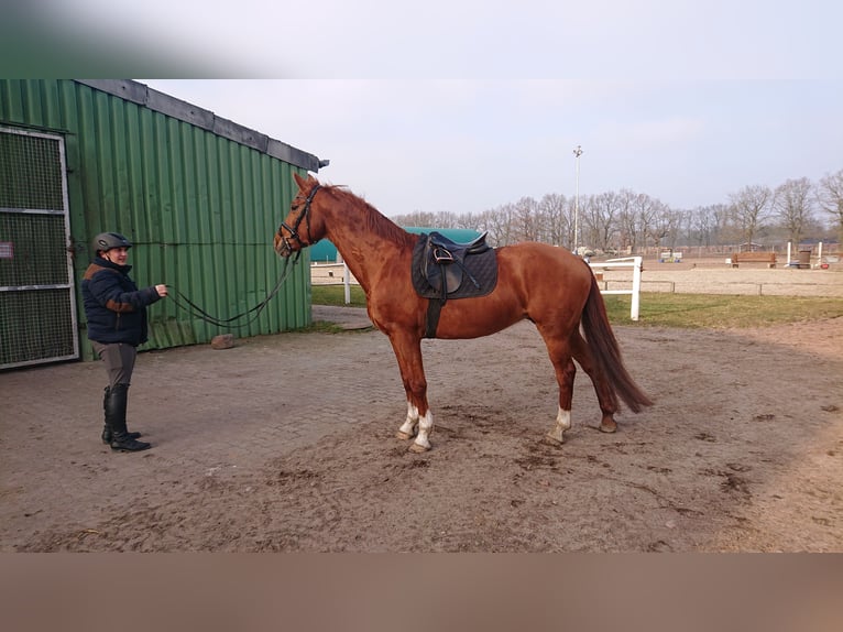 Oldenbourg Jument 14 Ans 165 cm Alezan in Duvenstedt