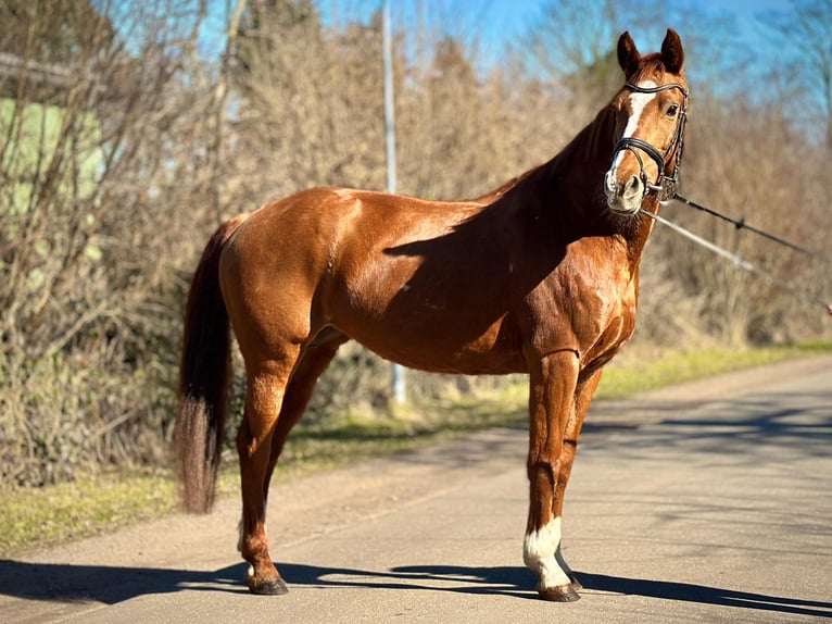 Oldenbourg Jument 14 Ans 165 cm Alezan in Duvenstedt