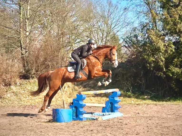 Oldenbourg Jument 14 Ans 165 cm Alezan in Duvenstedt