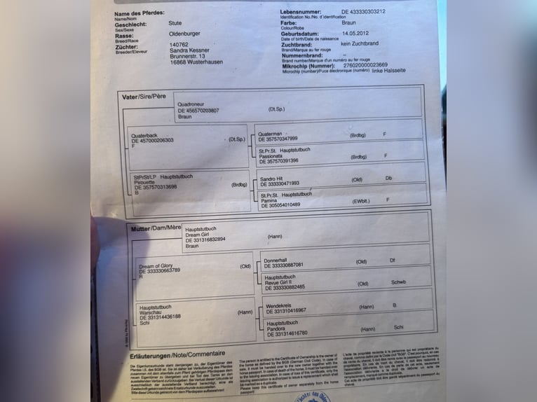 Oldenbourg Jument 14 Ans 167 cm Bai brun in Lengerich