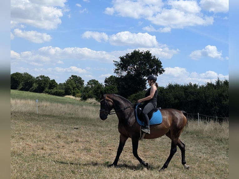 Oldenbourg Jument 14 Ans 167 cm Bai in Braunschweig