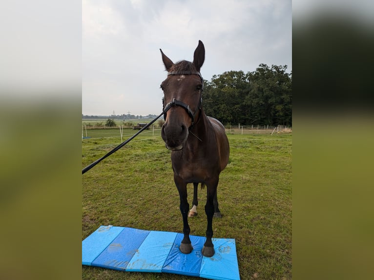 Oldenbourg Jument 14 Ans 167 cm Bai in Braunschweig
