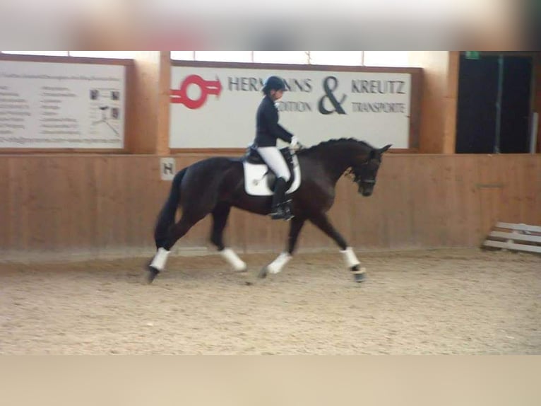 Oldenbourg Jument 14 Ans 167 cm Noir in Ostercappeln