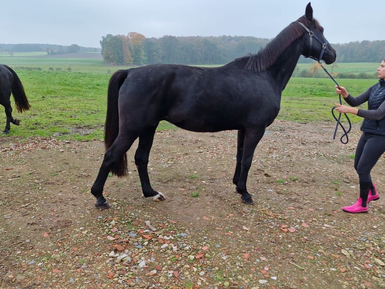 Oldenbourg Jument 14 Ans 167 cm Noir in Ostercappeln