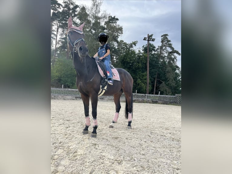 Oldenbourg Jument 14 Ans 168 cm Bai brun in Neumarkt im Mühlkreis