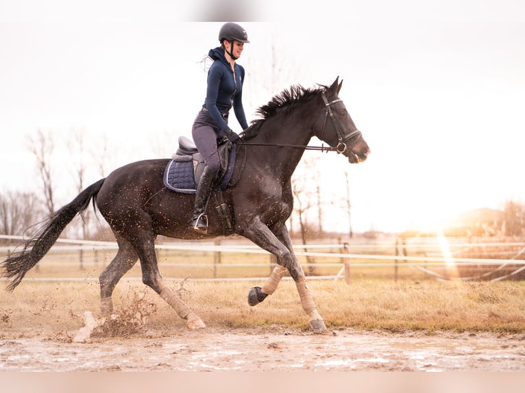 Oldenbourg Jument 14 Ans 168 cm Bai brun in Oberwart